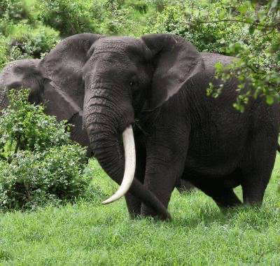 非洲象 African Elephant 一頭長牙成年非洲象站在濃密綠色灌叢中