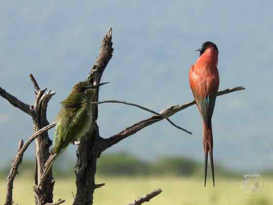 北方紅蜂虎與小蜂虎 Northern Carmine and Little Bee-eater|KE-09 北方紅蜂虎與小蜂虎同棲一枝,體型與羽色對比強烈