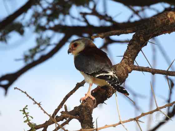 非洲侏隼 African Pygmy-Falcon|KE-12 非洲侏隼停棲於刺槐枝頭,是非洲最小型的猛禽