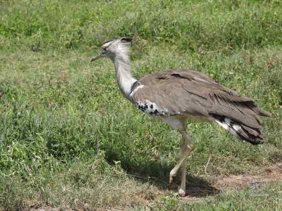 灰頸鷺鴇 Kori Bustard|TZ-08 灰頸鷺鴇行走於綠草原,是非洲體型最大的飛行鳥類