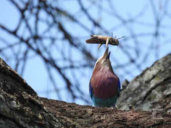 紫胸佛法僧(捕食) Lilac-breasted Roller|TZ-09 紫胸佛法僧叼著蚱蜢停棲枯枝,捕食瞬間