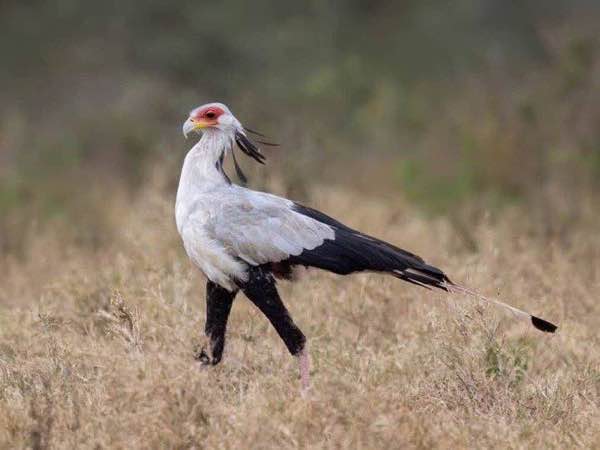 蛇鷲 Secretarybird 蛇鷲在乾草原上行走,冠羽豎起